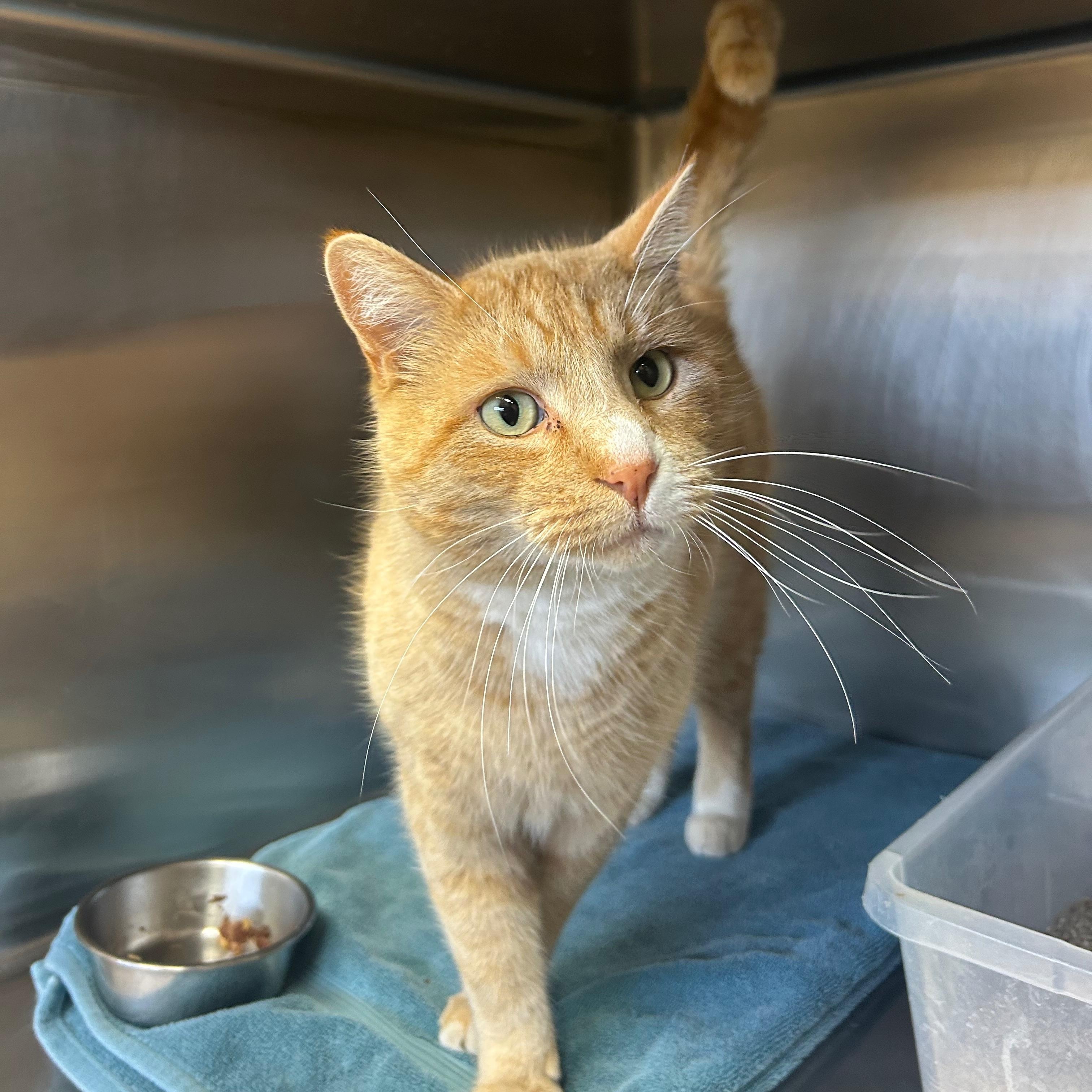 Enlarge O.J., a Adoptable Domestic Short Hair in Washington, UT image 1/1