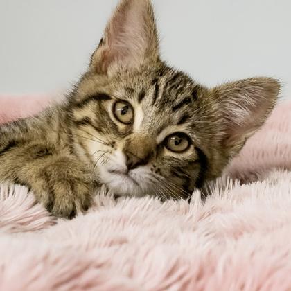 Rhuarc, Adoptable, Kitten Male Domestic Short Hair & Domestic Short Hair.