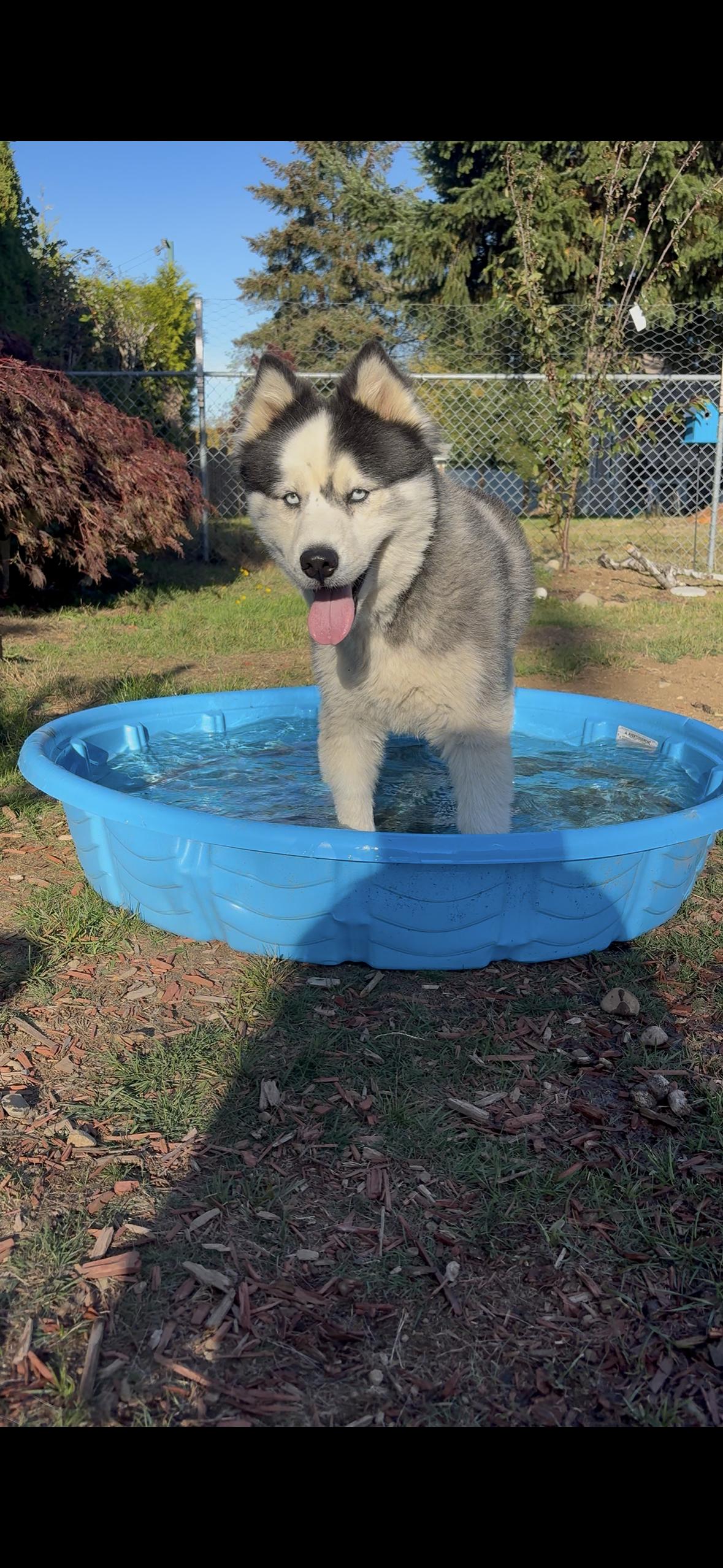 Enlarge Spirit, a Adopted Siberian Husky in Courtenay, BC image 2/4