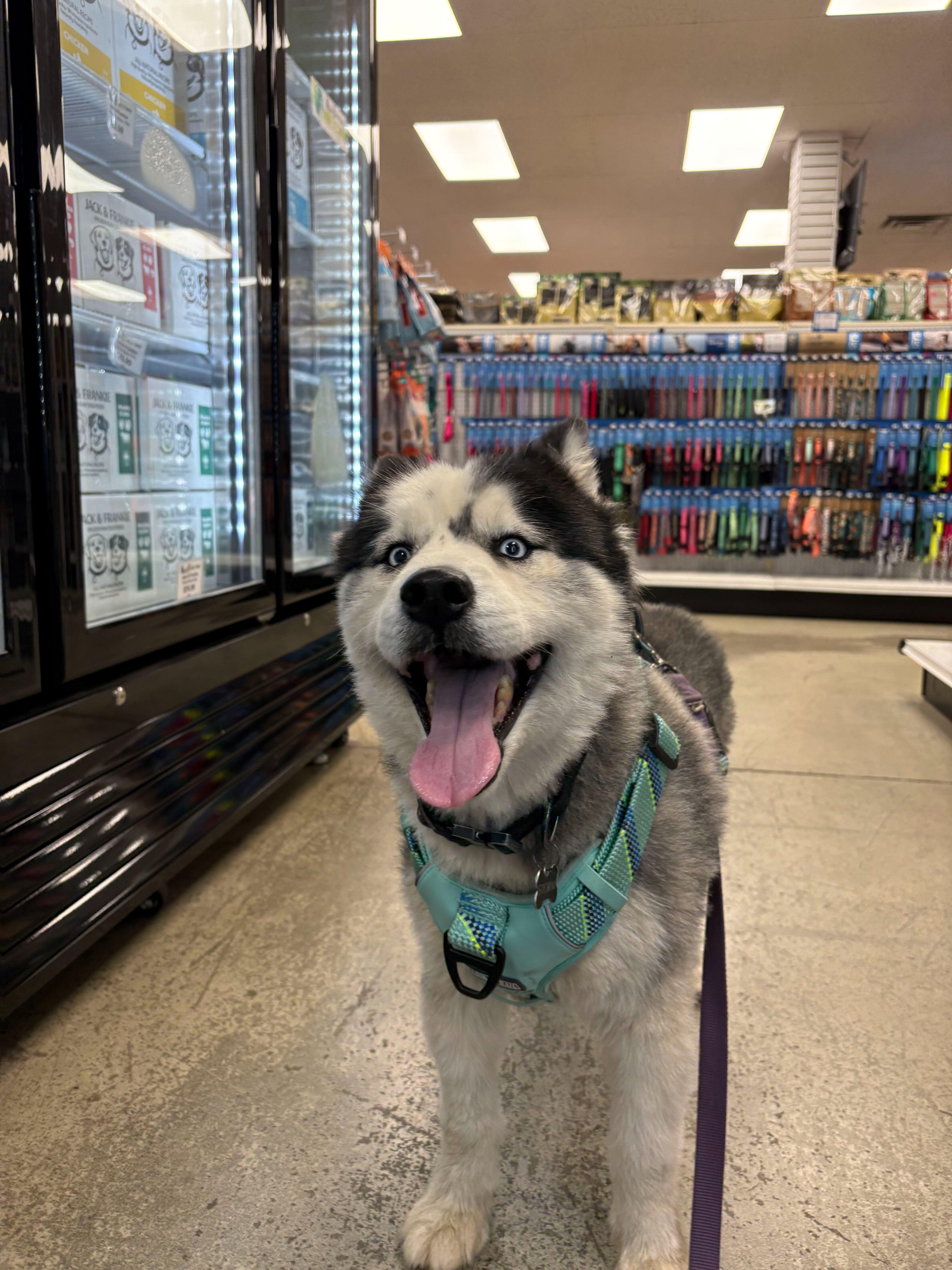 Spirit, Adopted, Adult Male Siberian Husky.