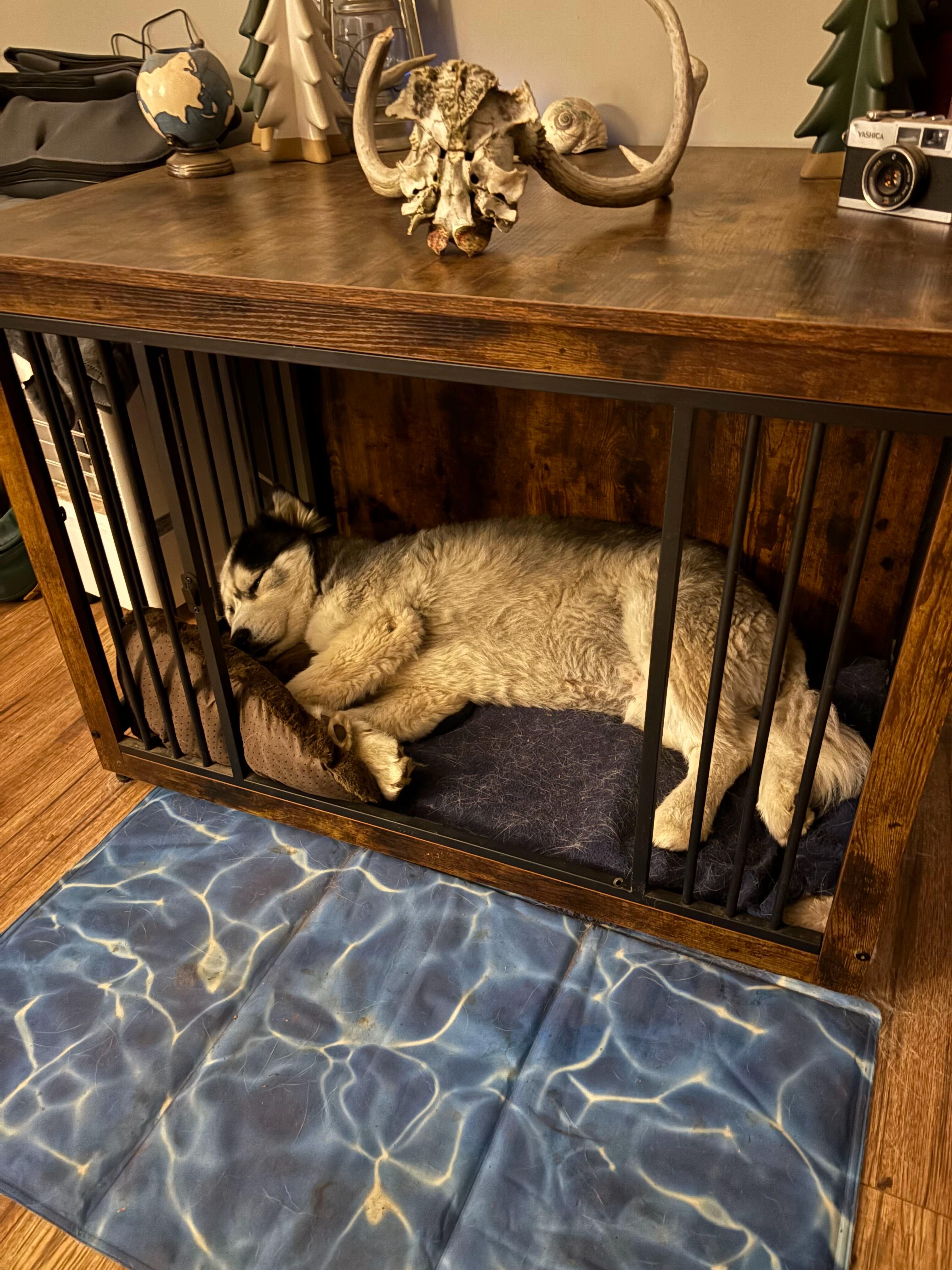 Enlarge Spirit, a Adopted Siberian Husky in Courtenay, BC image 3/4