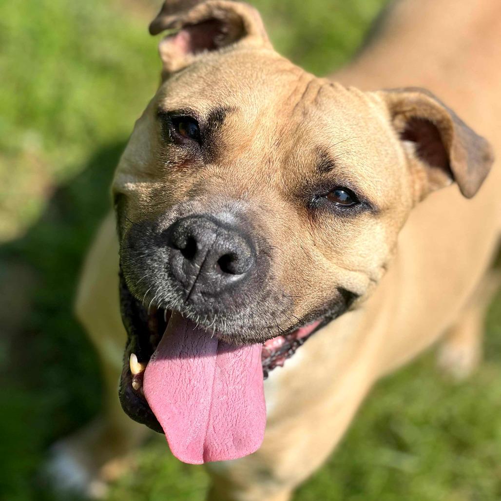 Enlarge Michael, a Adoptable Mixed Breed in Huntington, WV image 1/5