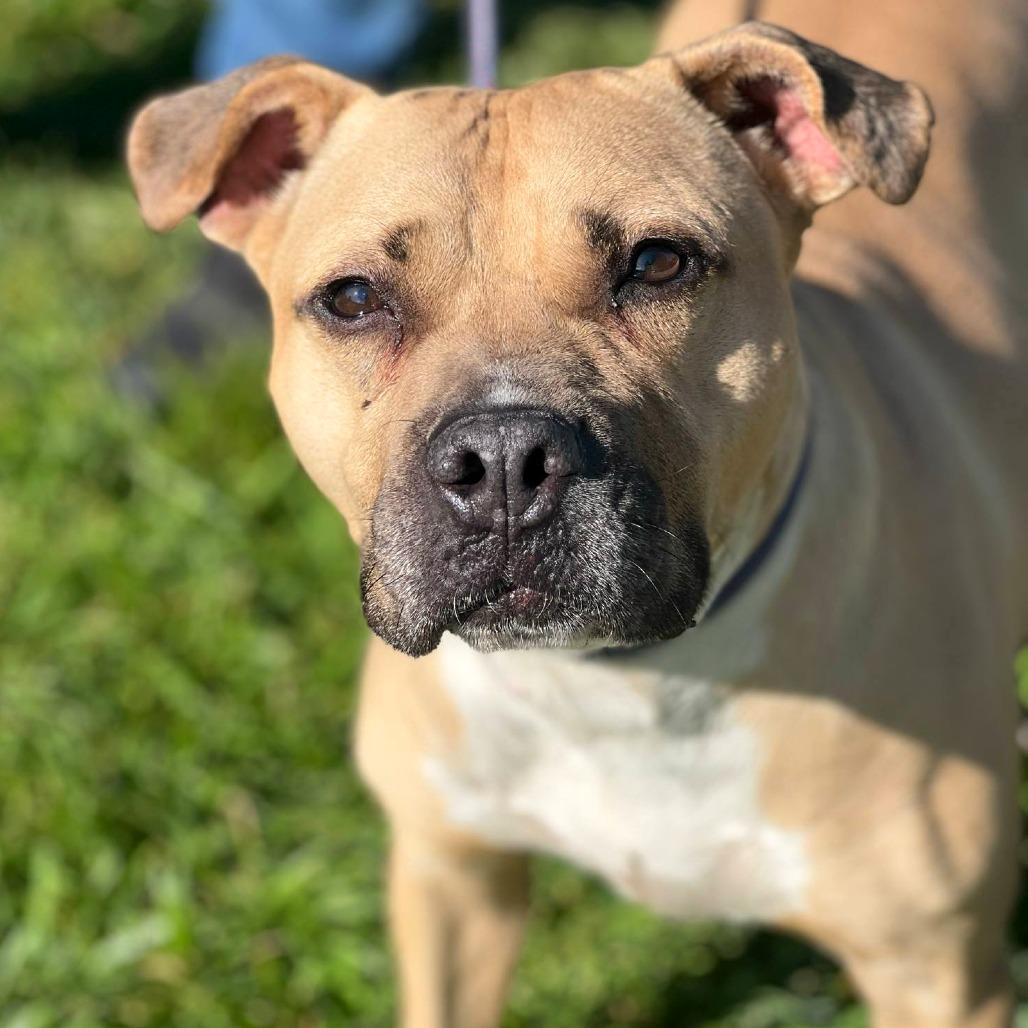 Enlarge Michael, a Adoptable Mixed Breed in Huntington, WV image 2/5