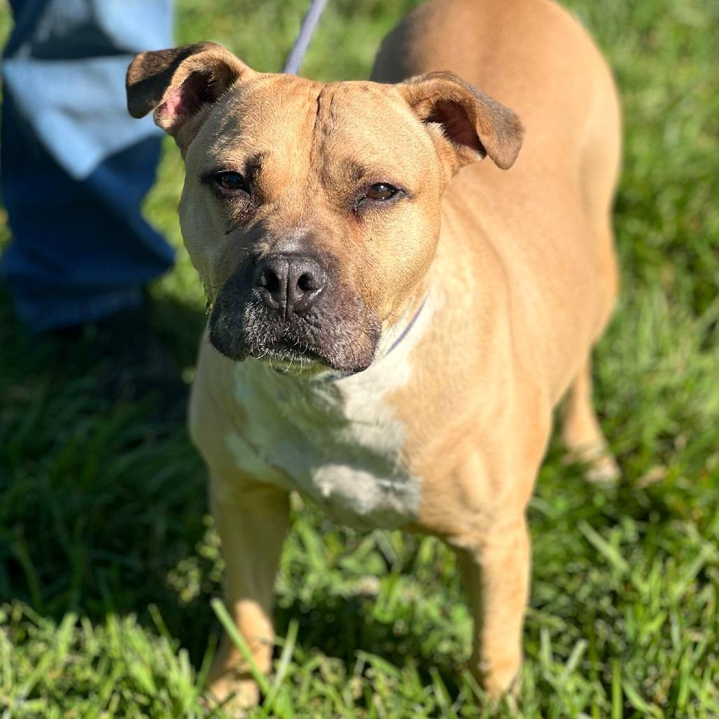Enlarge Michael, a Adoptable Mixed Breed in Huntington, WV image 3/5