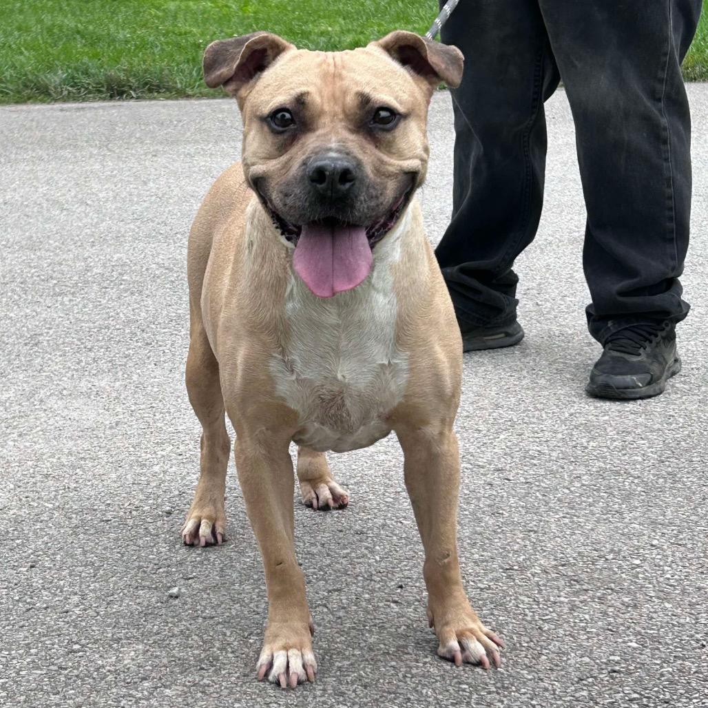 Enlarge Michael, a Adoptable Mixed Breed in Huntington, WV image 4/5