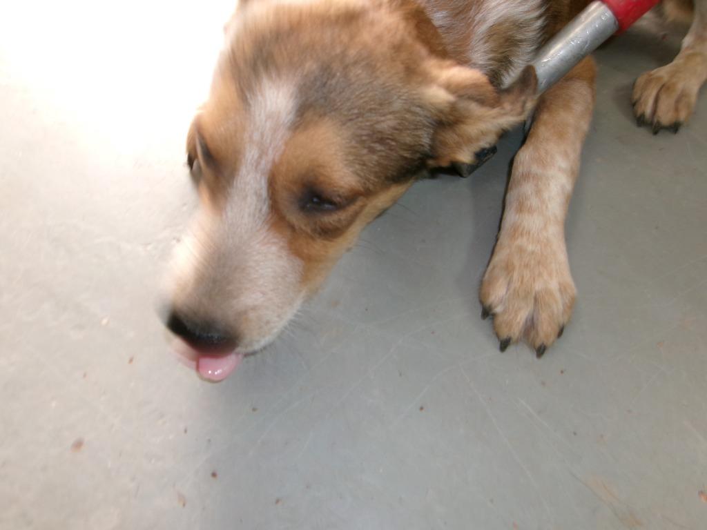 Enlarge Penellope, a Adoptable Cattle Dog in Winslow, AZ image 1/1