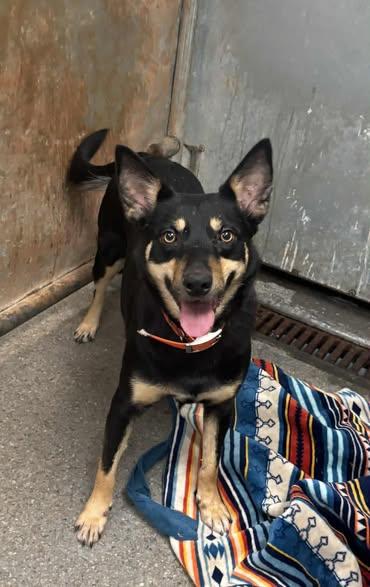 Enlarge Cheyenne, a ADOPTABLE mixed breed in Okemah, OK image 5/5