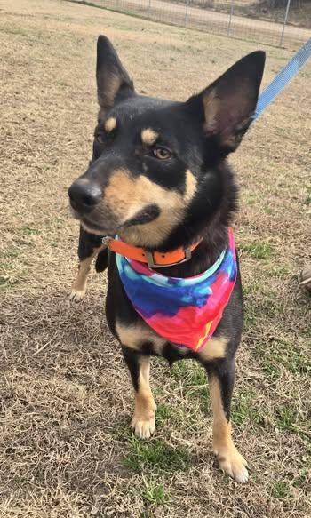 Enlarge Cheyenne, a ADOPTABLE mixed breed in Okemah, OK image 4/5
