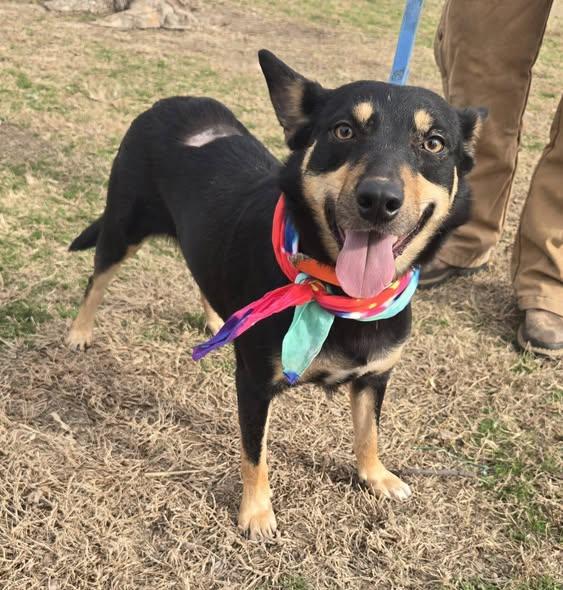 Enlarge Cheyenne, a ADOPTABLE mixed breed in Okemah, OK image 3/5