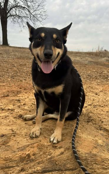 Cheyenne, a ADOPTABLE mixed breed in Okemah, OK image 2/6