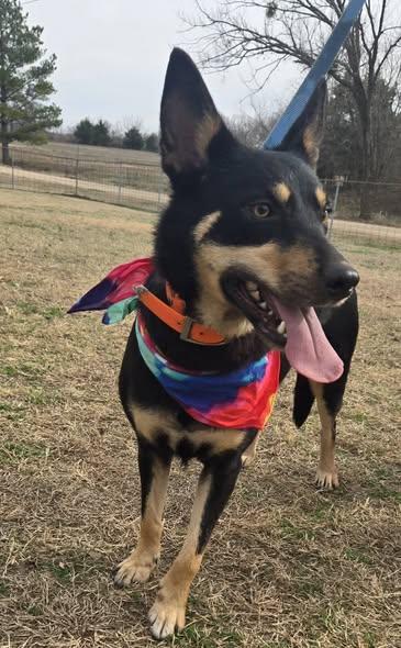 Cheyenne, ADOPTABLE, Adult Female Mixed Breed.