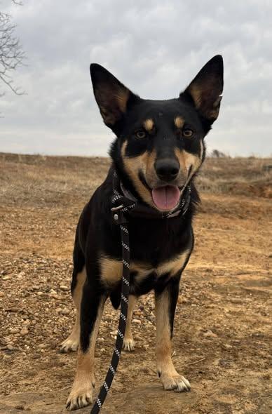 Cheyenne, ADOPTABLE, Adult Female Mixed Breed.