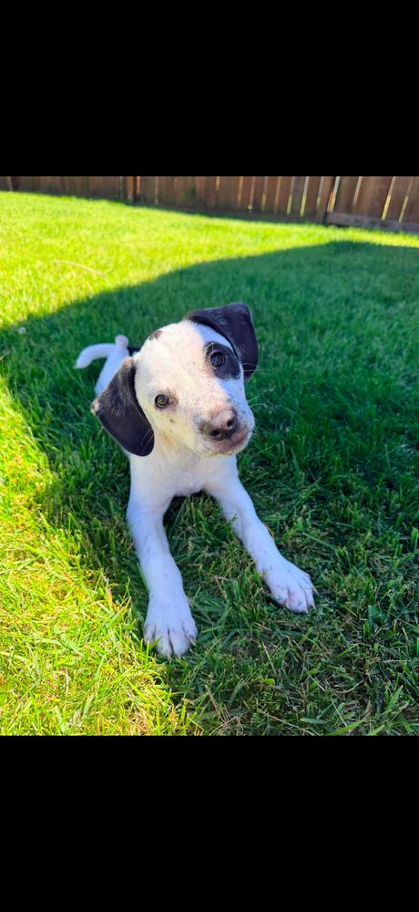 Nellie, Adopted, Puppy Female Labrador Retriever & Boxer.