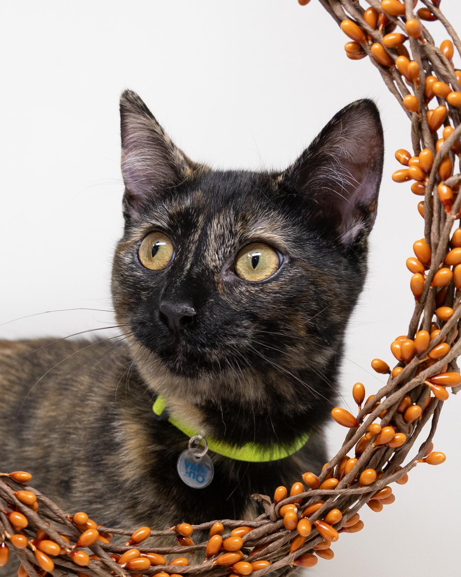 Chimi, a Adoptable Tortoiseshell in Hutchins, TX image 6/6