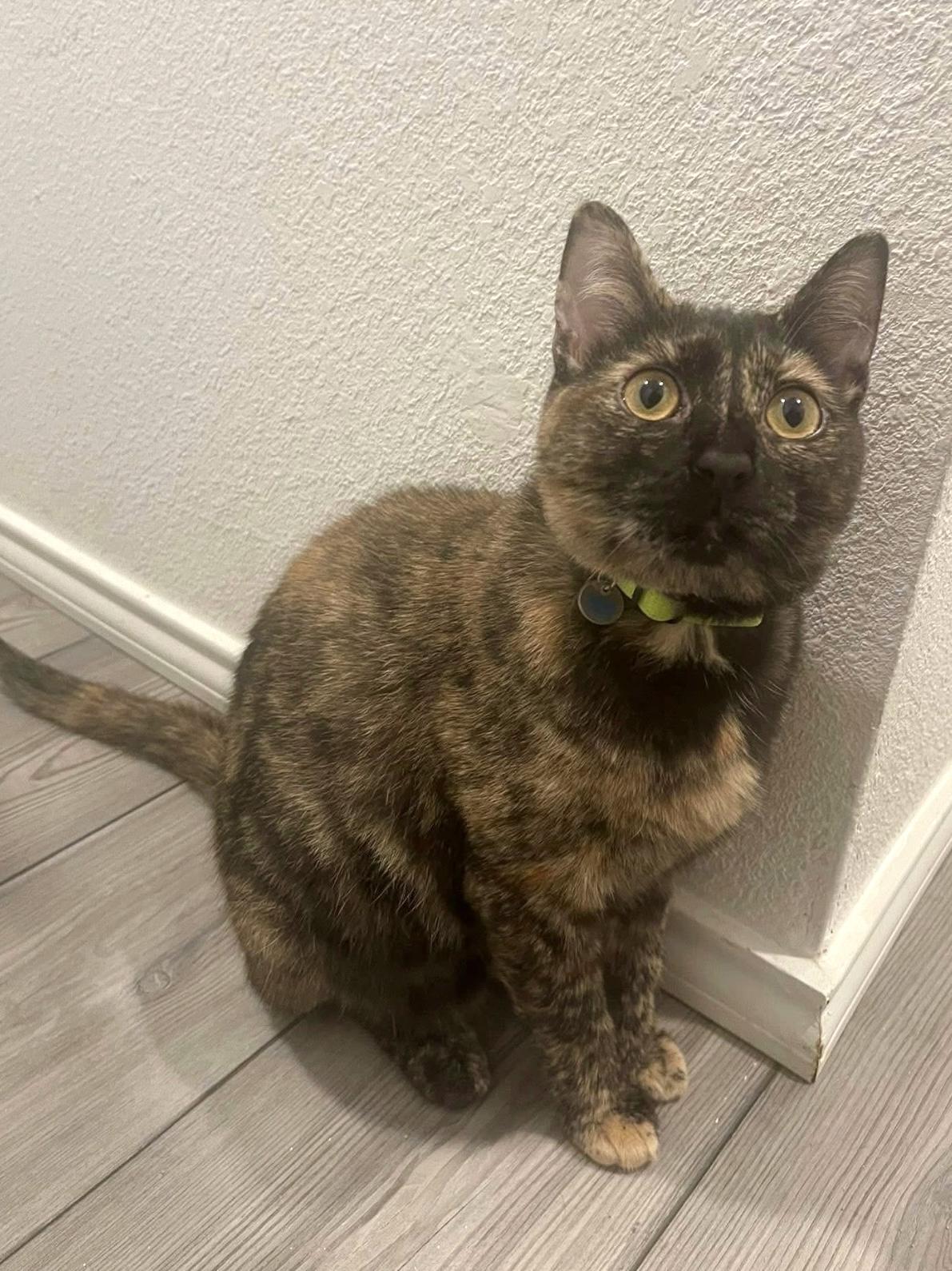 Chimi, Adoptable, Young Female Tortoiseshell.