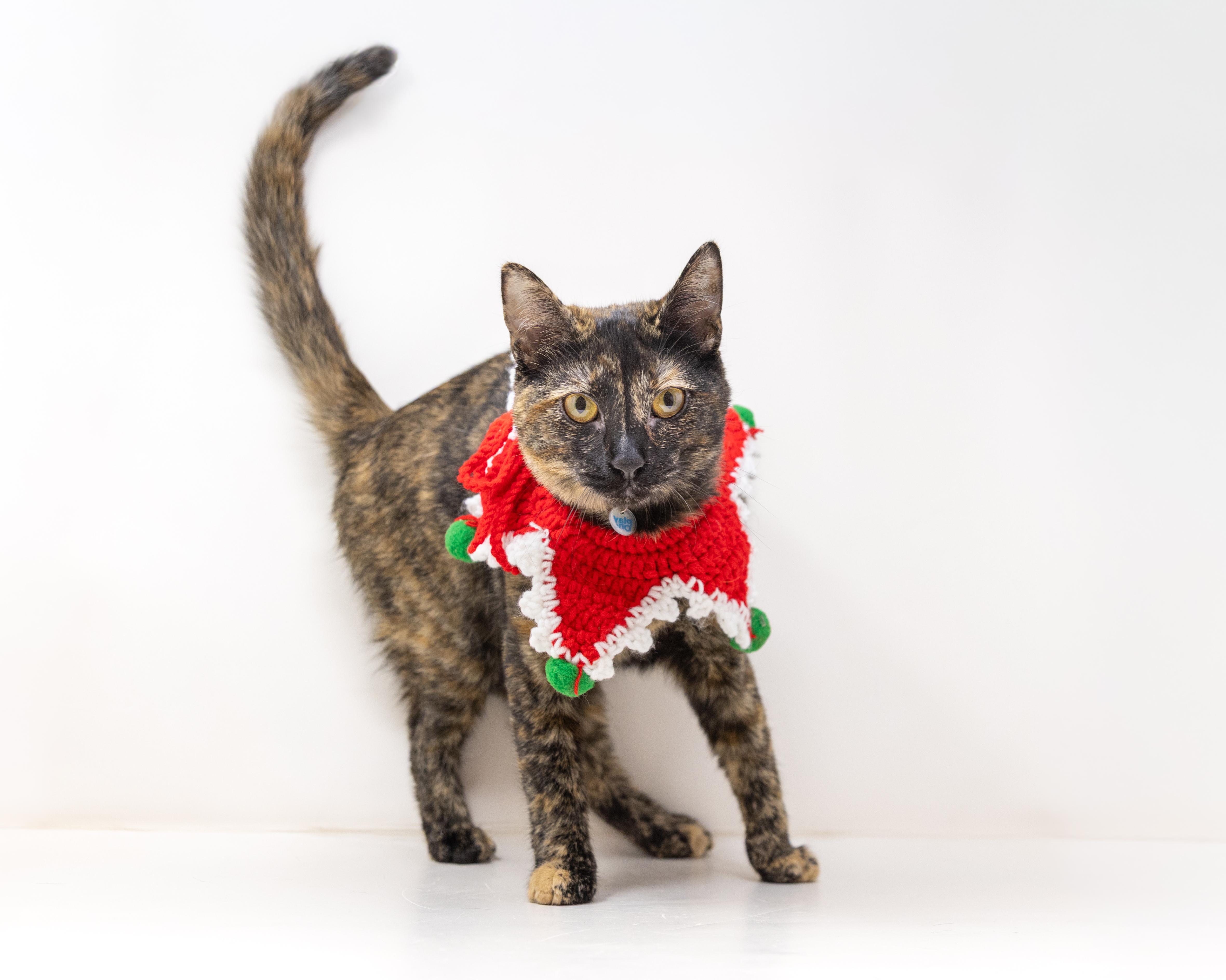 Enlarge Chimi, a Adoptable Tortoiseshell in Trophy Club, TX image 1/5