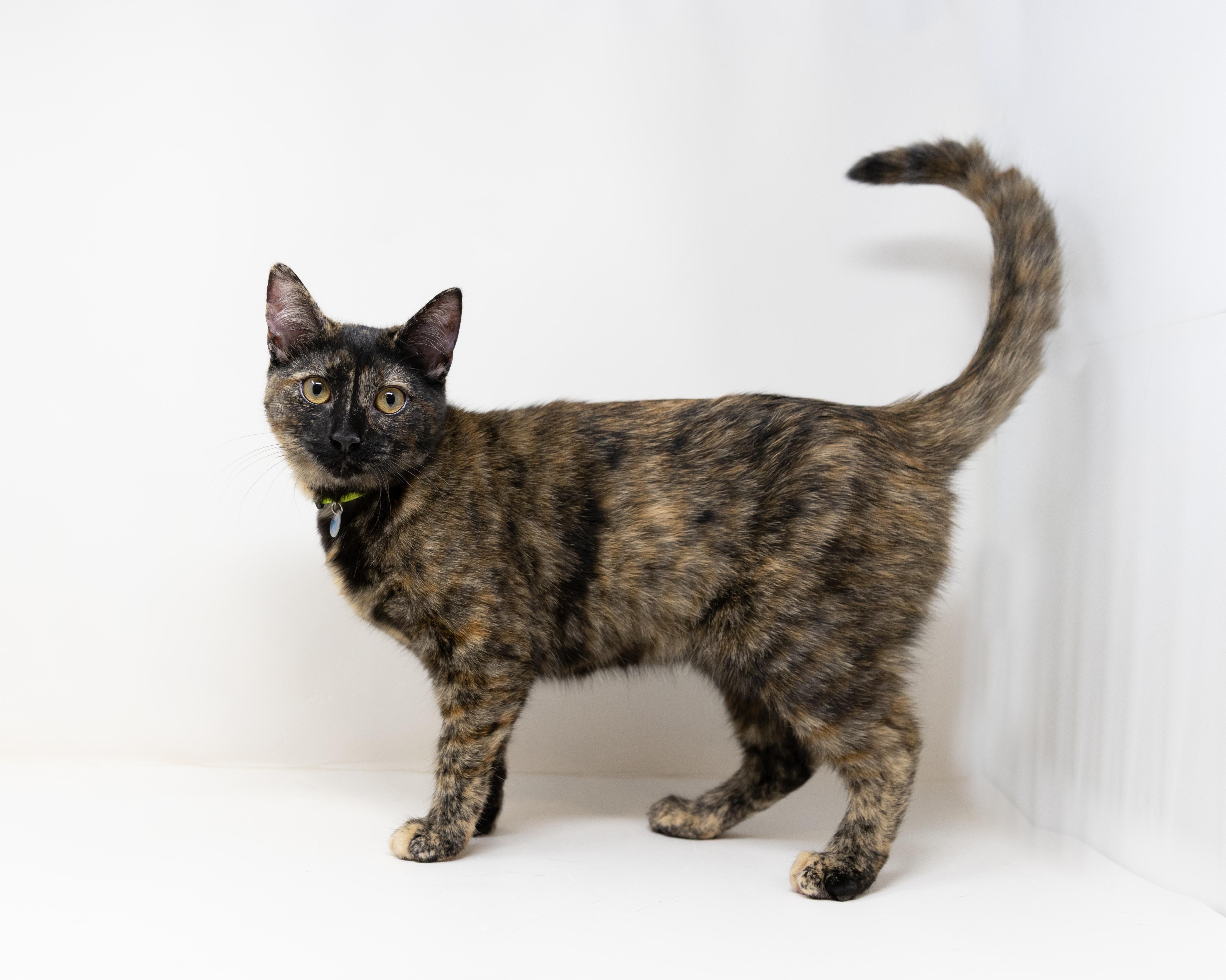 Chimi, a Adoptable Tortoiseshell in Hutchins, TX image 1/6