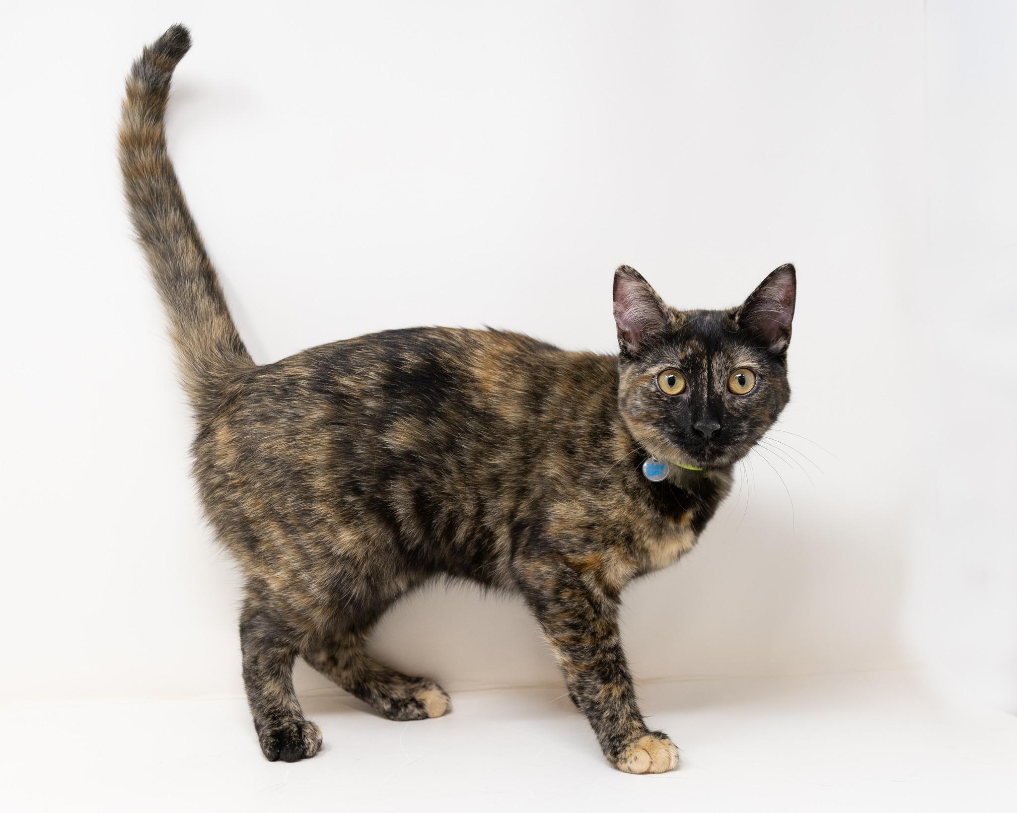 Enlarge Chimi, a Adoptable Tortoiseshell in Trophy Club, TX image 5/6