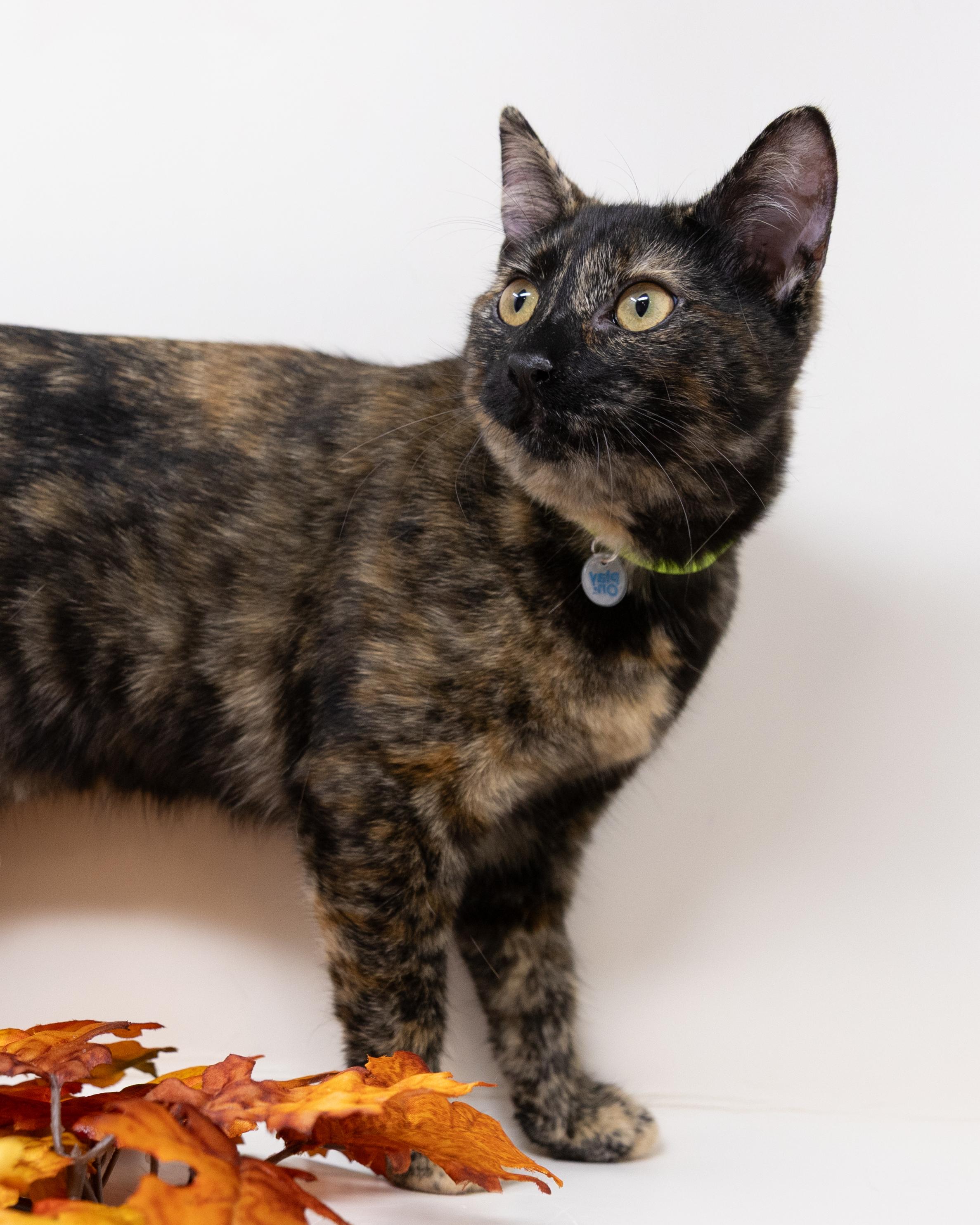 Chimi, a Adoptable Tortoiseshell in Hutchins, TX image 4/6