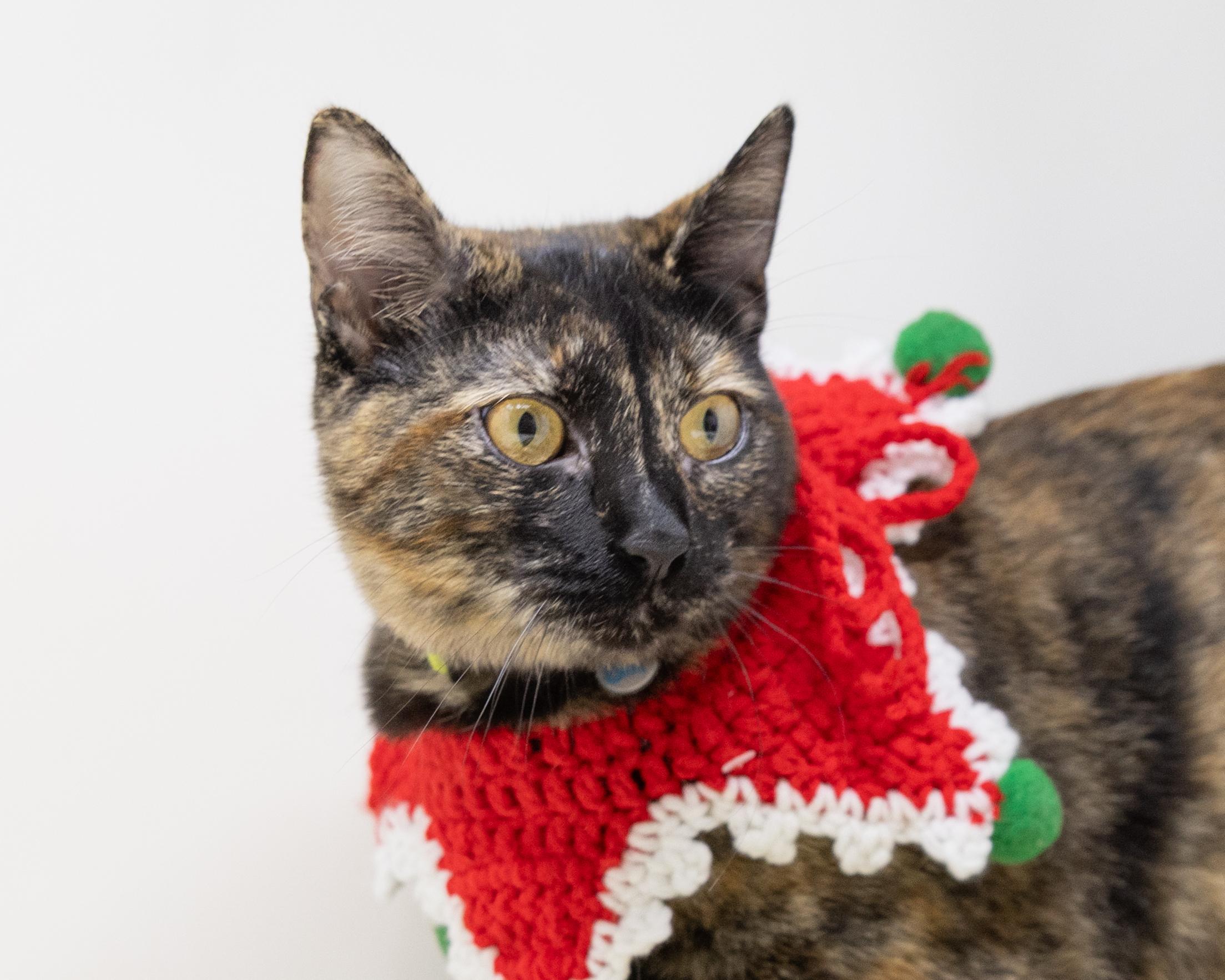 Enlarge Chimi, a Adoptable Tortoiseshell in Trophy Club, TX image 2/5