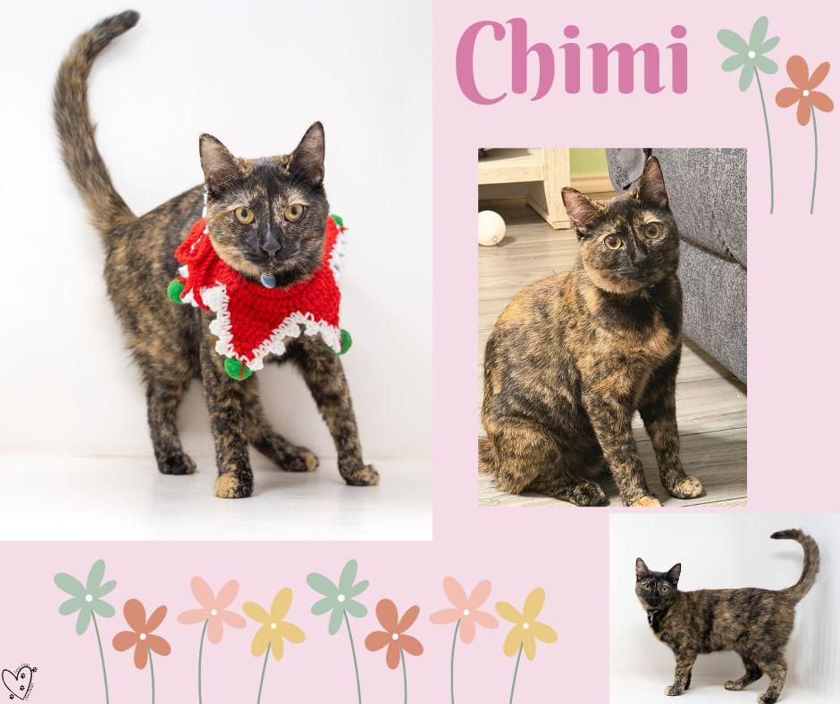 Enlarge Chimi, a Adoptable Tortoiseshell in Trophy Club, TX image 6/6