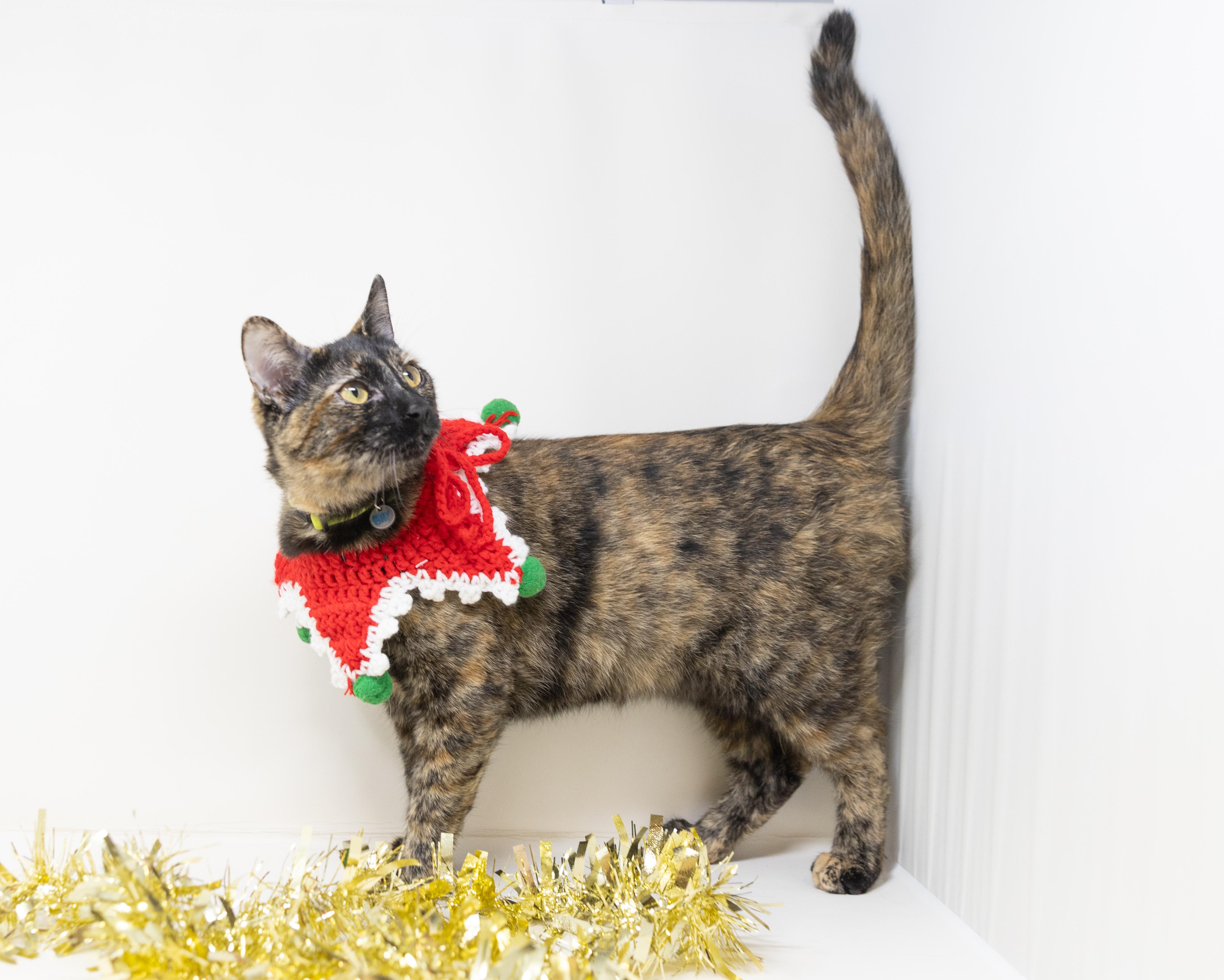 Enlarge Chimi, a Adoptable Tortoiseshell in Trophy Club, TX image 3/5