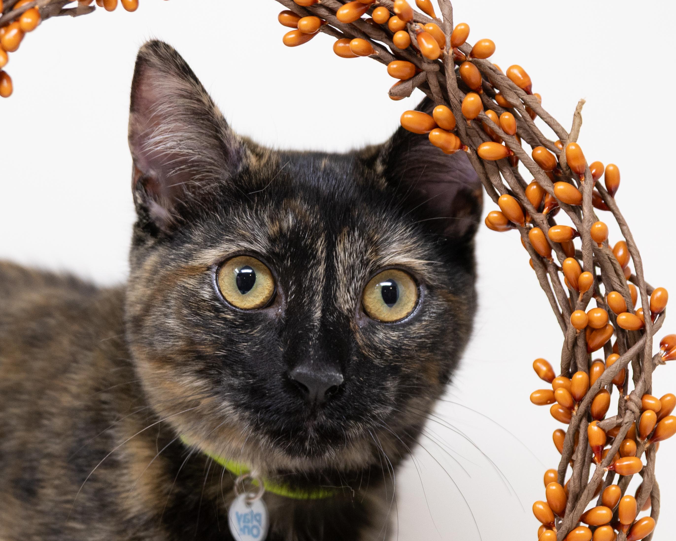 Chimi, a Adoptable Tortoiseshell in Hutchins, TX image 5/6