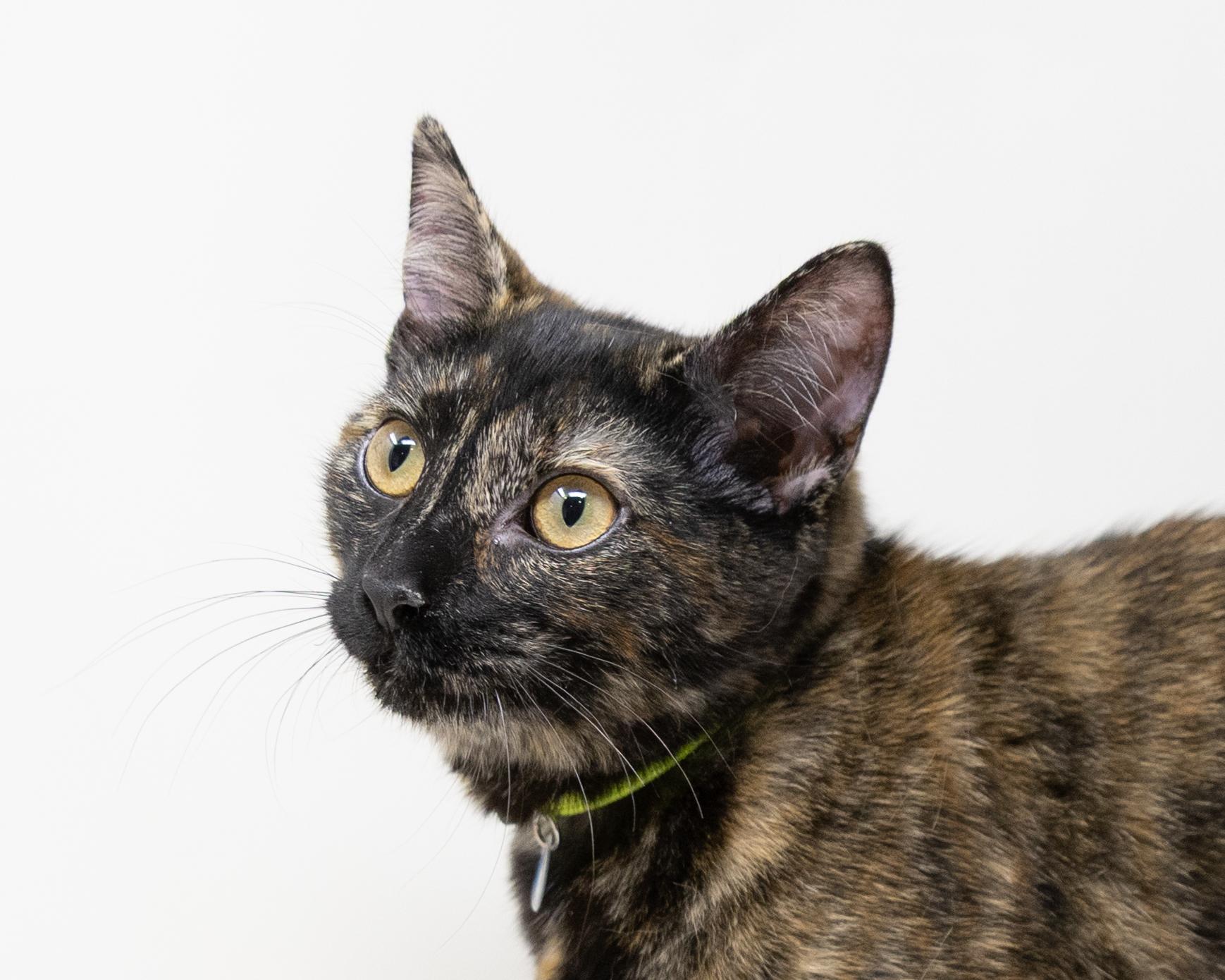 Chimi, Adoptable, Young Female Tortoiseshell.