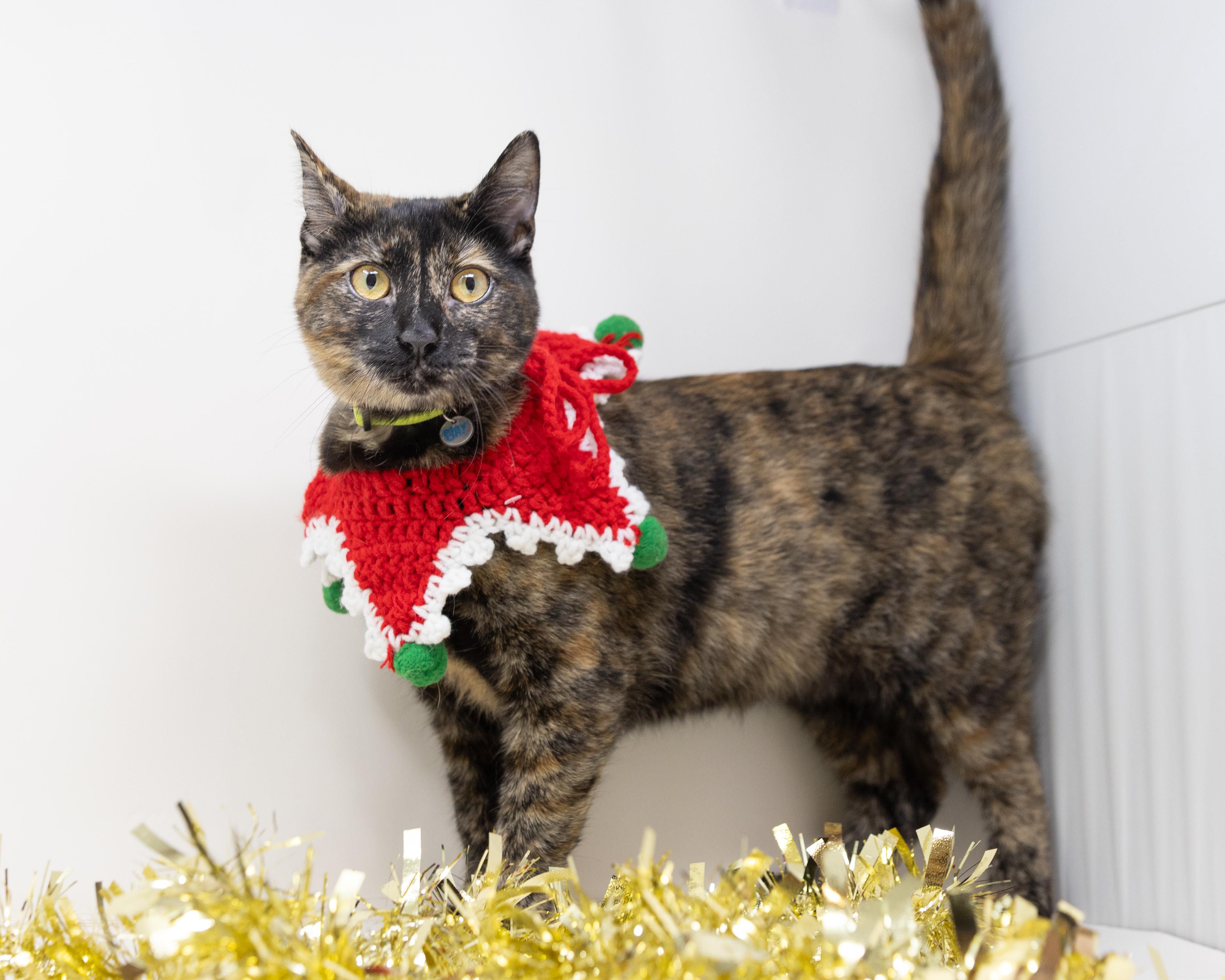 Enlarge Chimi, a Adoptable Tortoiseshell in Trophy Club, TX image 5/5