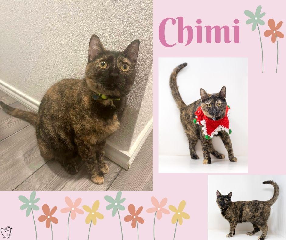 Enlarge Chimi, an adopted Tortoiseshell in Trophy Club, TX image 6/6
