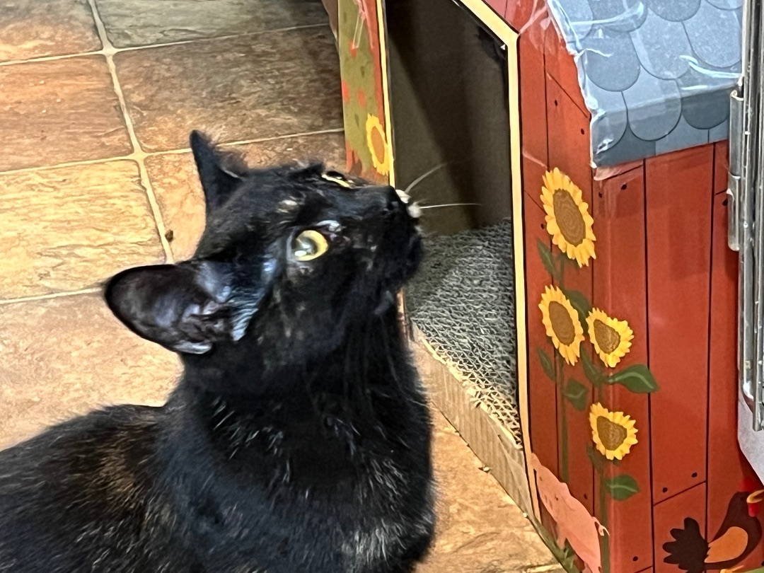 Enlarge Tatum, a Adoptable Domestic Short Hair in Mount Airy, MD image 1/3