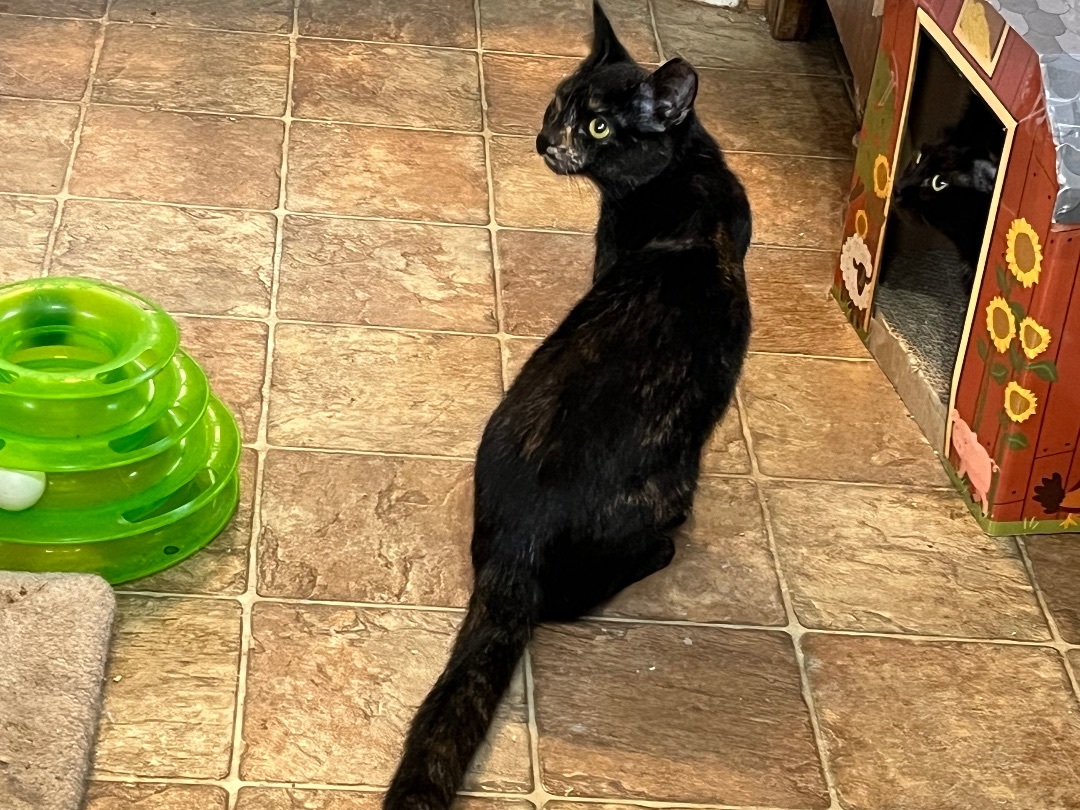 Enlarge Tatum, a Adoptable Domestic Short Hair in Mount Airy, MD image 2/3