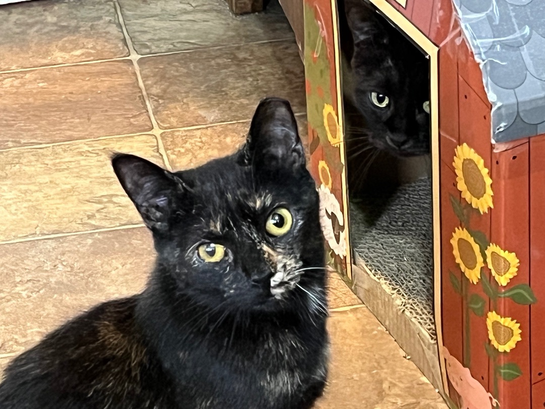 Enlarge Tatum, a Adoptable Domestic Short Hair in Mount Airy, MD image 3/3