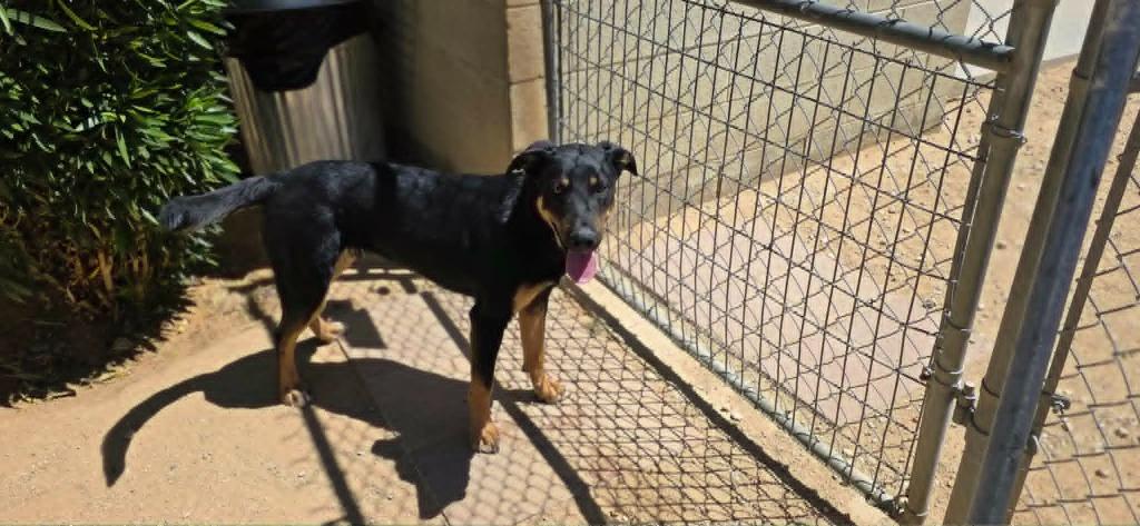 Tye, Adoptable, Young Male Shepherd & Doberman Pinscher.