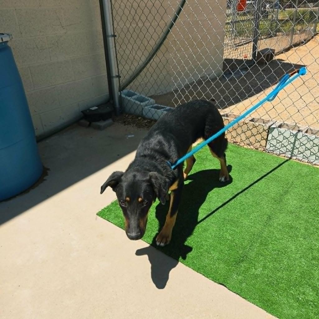 Enlarge Tye, a Adoptable mixed breed in California City, CA image 2/4