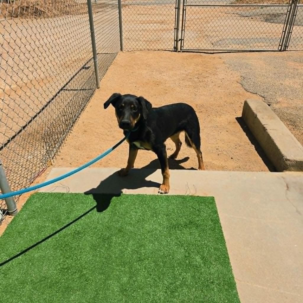 Enlarge Tye, a Adoptable mixed breed in California City, CA image 3/4