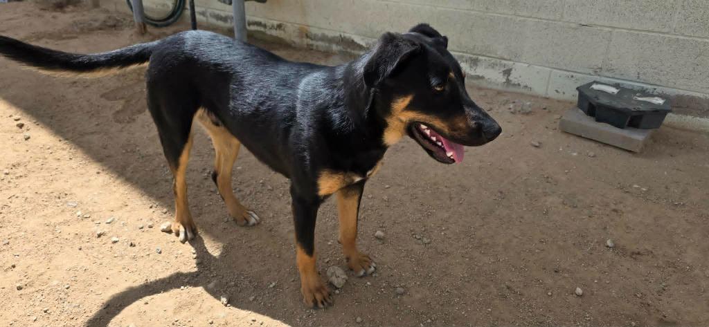 Tye, a Adoptable mixed breed in California City, CA image 3/6