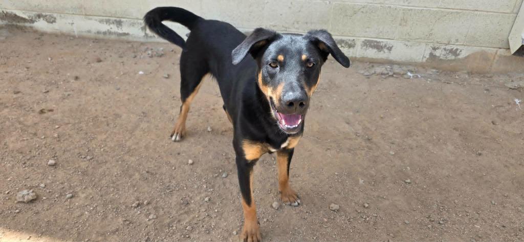 Tye, Adoptable, Young Male Shepherd & Doberman Pinscher.