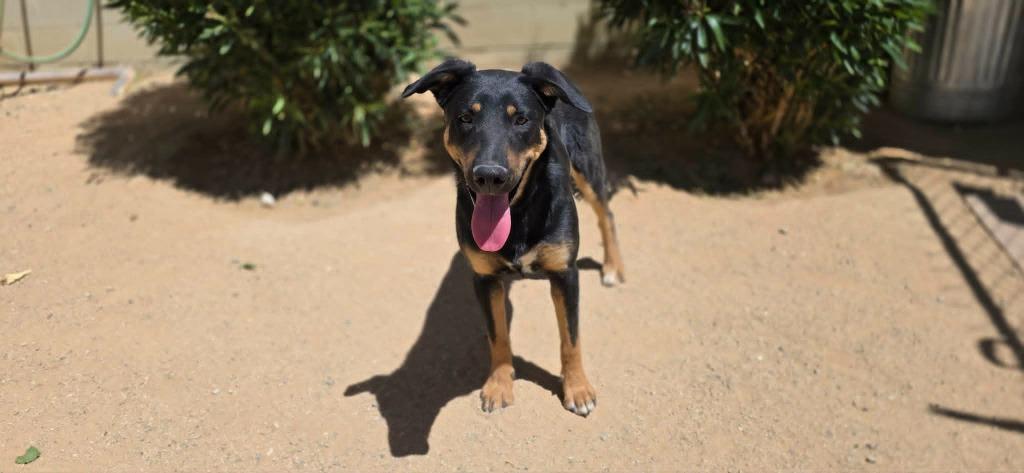 Enlarge Tye, a Adoptable mixed breed in California City, CA image 4/4