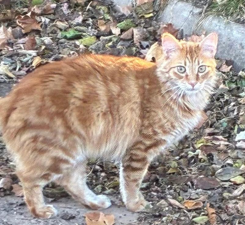 11/9/25 - Duncan, Adopted, Adult Male Domestic Long Hair.
