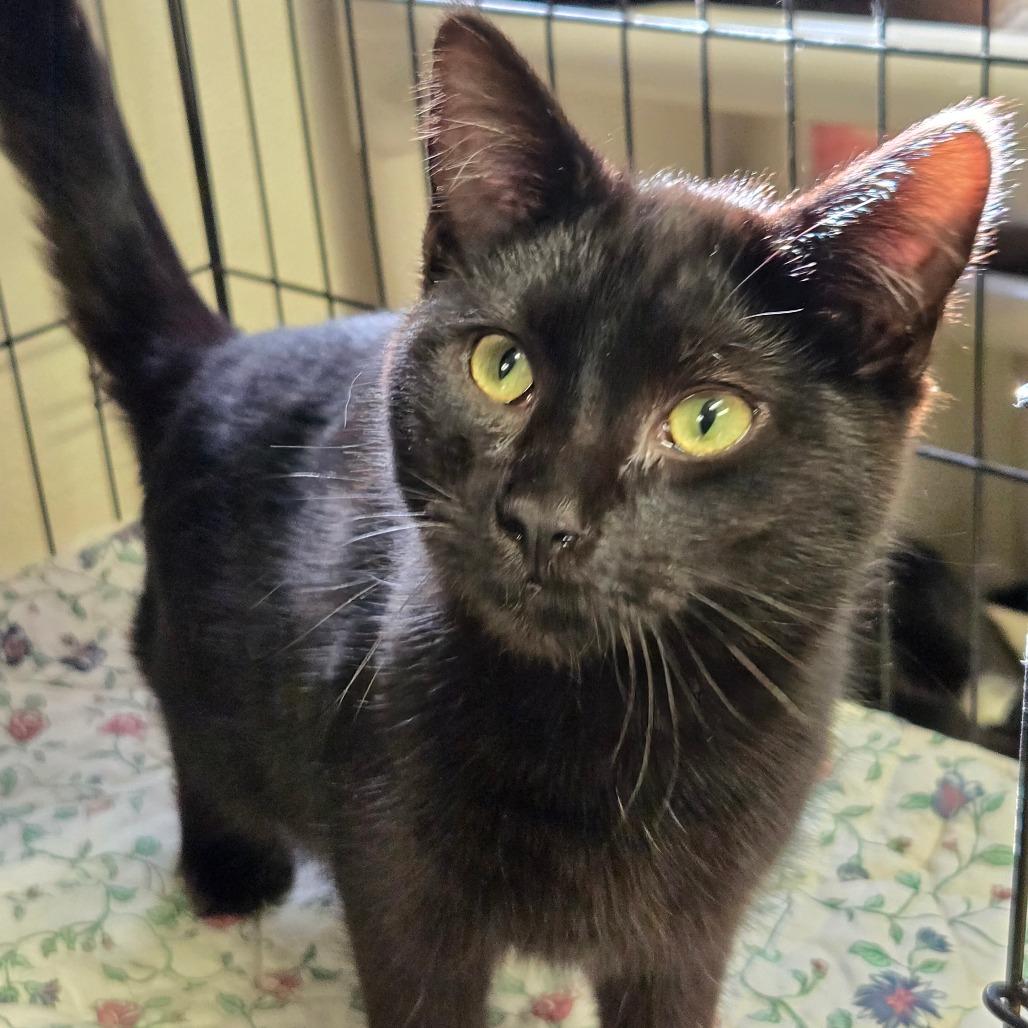 Drakkar, Adoptable, Kitten Male Domestic Short Hair.
