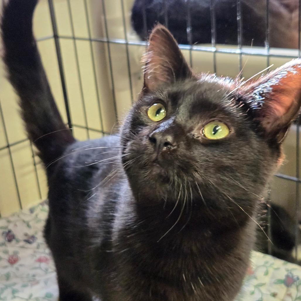 Enlarge Drakkar, a Adoptable Domestic Short Hair in Pennsville, NJ image 2/2