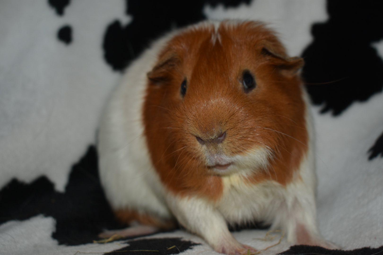 Cheeto Puff, Adopted, Adult Male Guinea Pig.