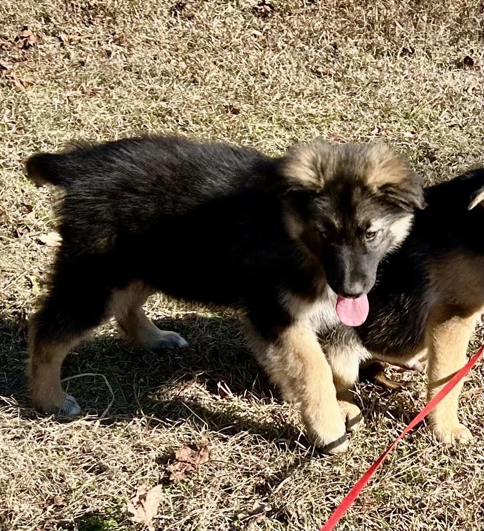 Benjamin, adopted, Puppy Male German Shepherd Dog & Australian Shepherd.
