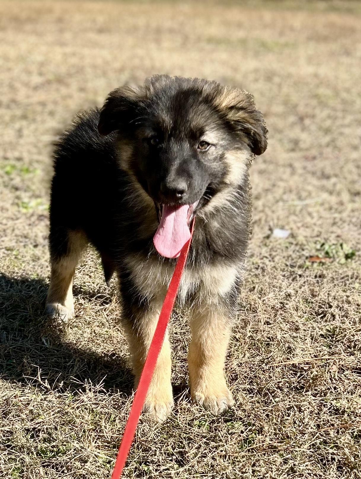 Enlarge Benjamin, an adopted mixed breed in Allentown, NJ image 3/5