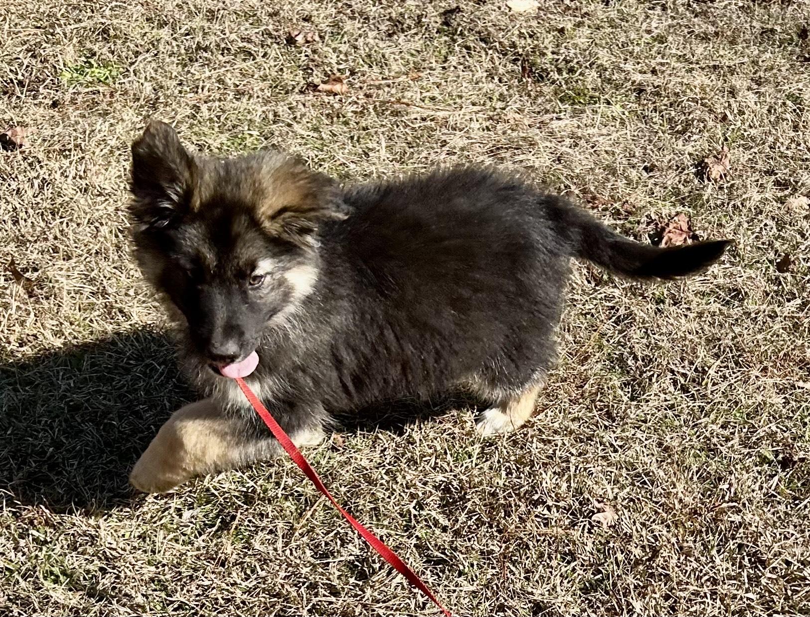 Enlarge Benjamin, an adopted mixed breed in Allentown, NJ image 5/5