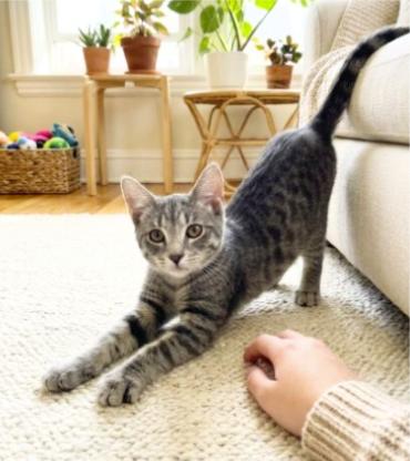 Enlarge Simon, a Adoptable American Shorthair in Union City, NJ image 3/5