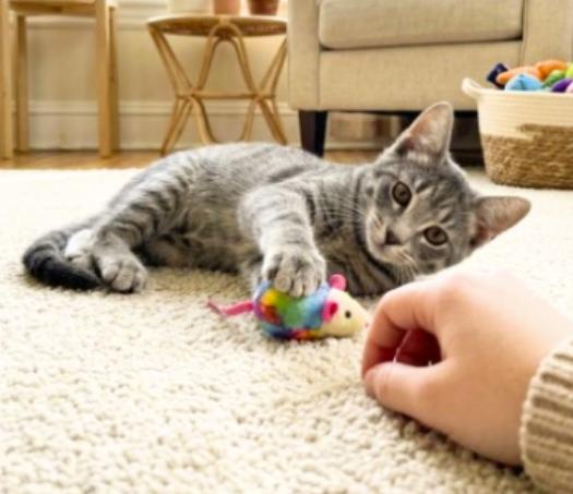 Enlarge Simon, a Adoptable American Shorthair in Union City, NJ image 5/5