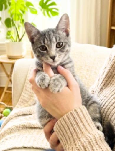 Enlarge Simon, a Adoptable American Shorthair in Union City, NJ image 2/5