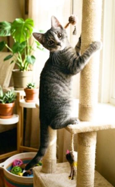 Enlarge Simon, a Adoptable American Shorthair in Union City, NJ image 4/5